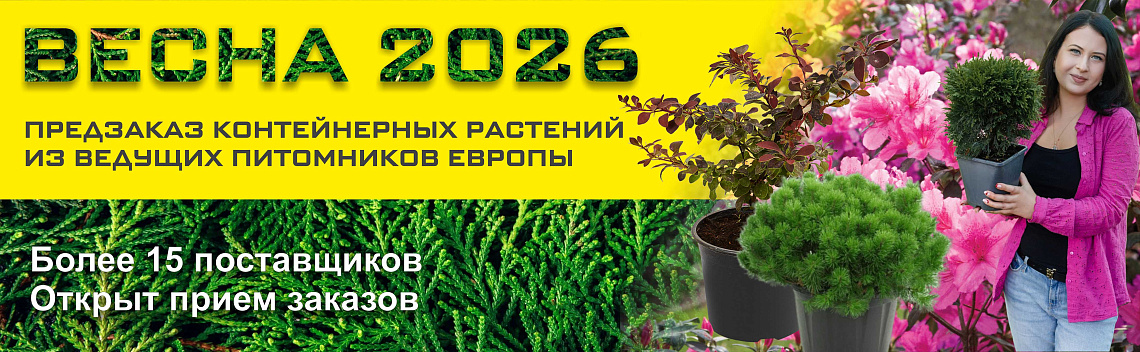 Предзаказ 2025